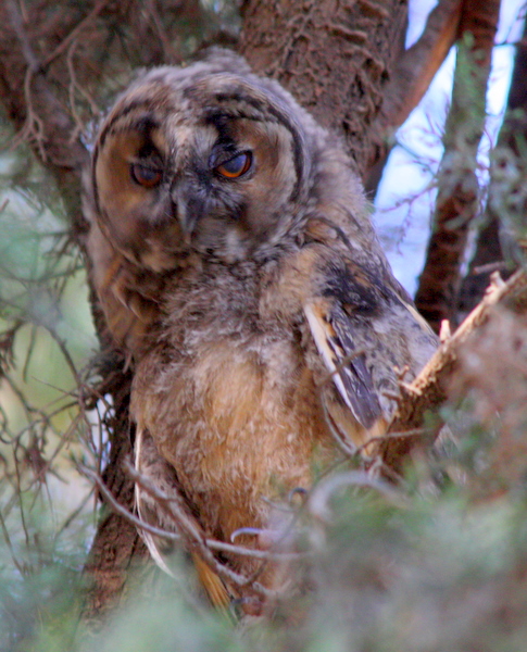Owl (Long-eared), Israel.