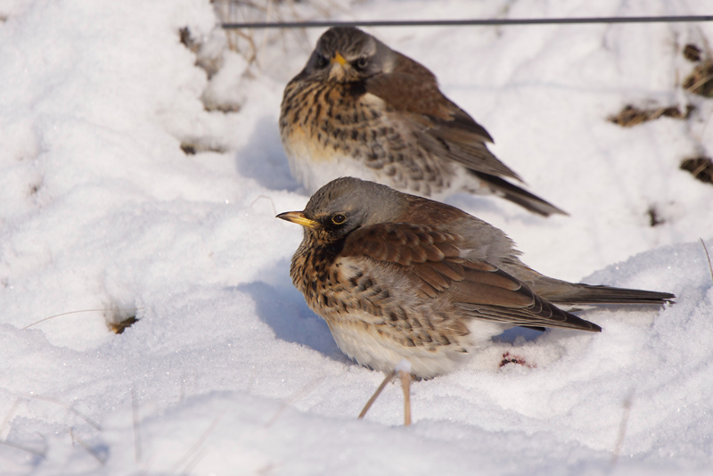 Fieldfare - Kramsvogel