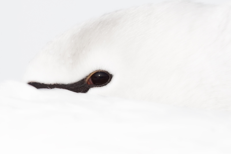 Mute Swan - Knobbelzwaan