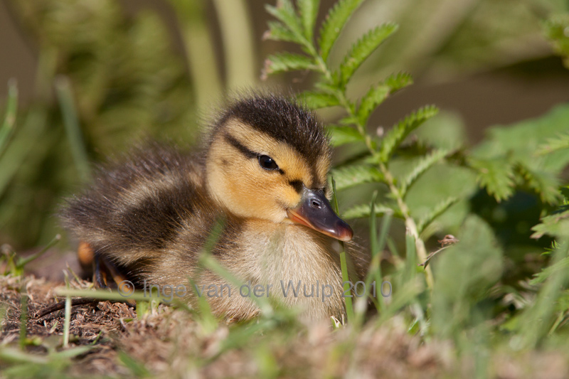 Mallard - Wilde Eend