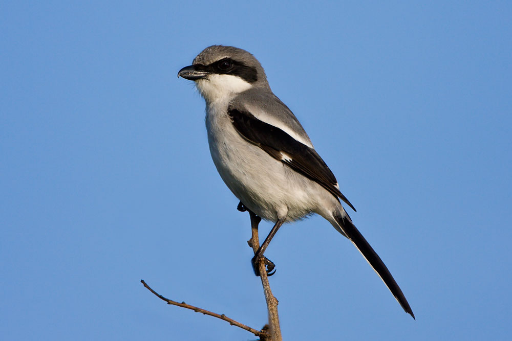 loggerhead-shrike-poser.jpg