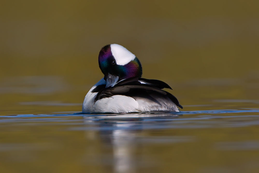 bufflehead-drake-preens.jpg