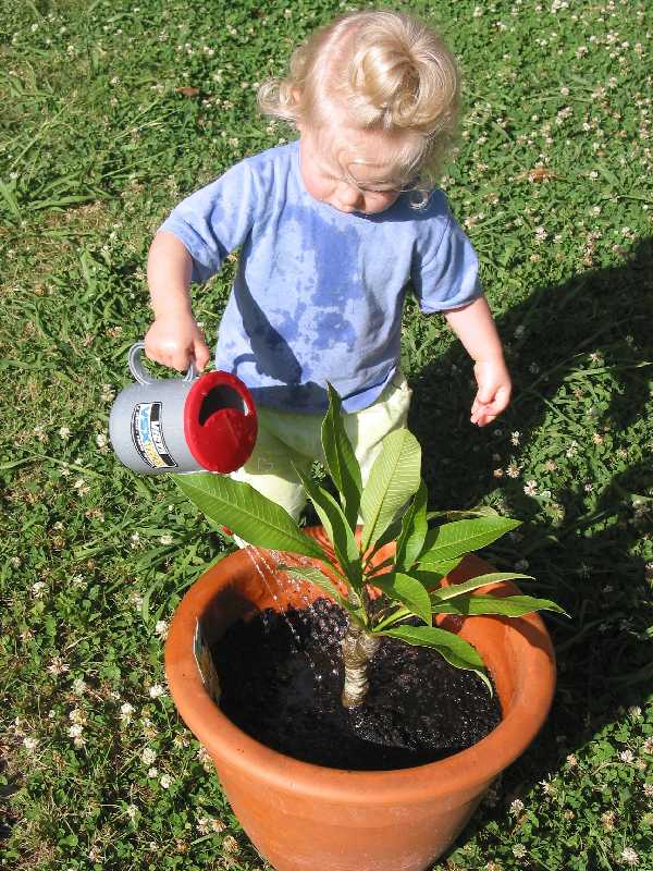 Watering the potplant