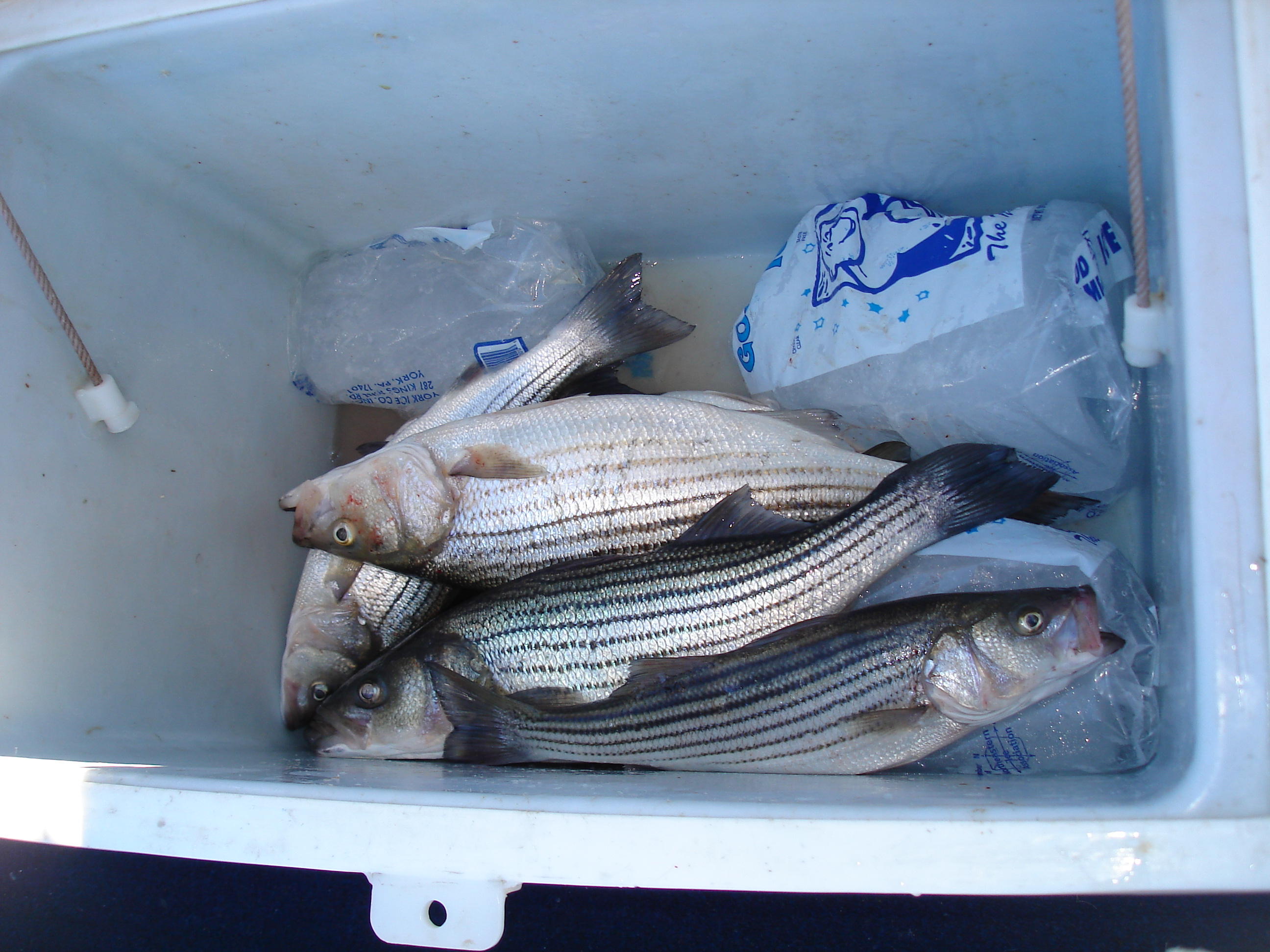11/10/2010 Shultis  - Nice box of stripers