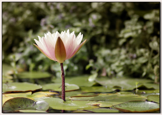 Floating Flower