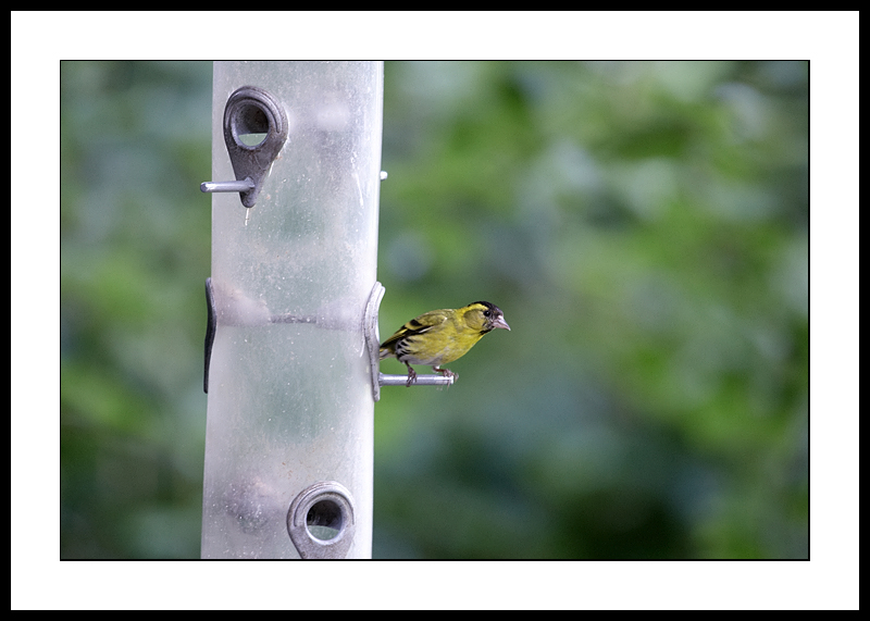 Siskin