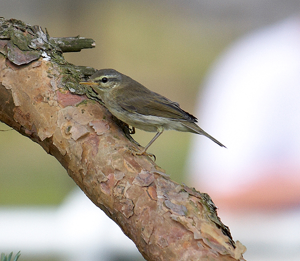 Willow warbler