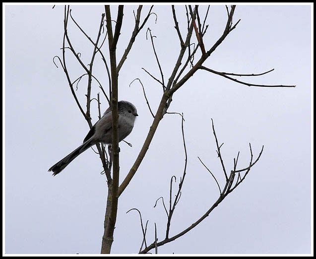 Long-tailed tit