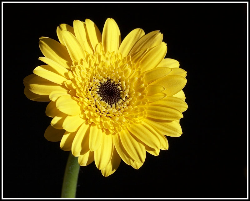 Yellow bloom