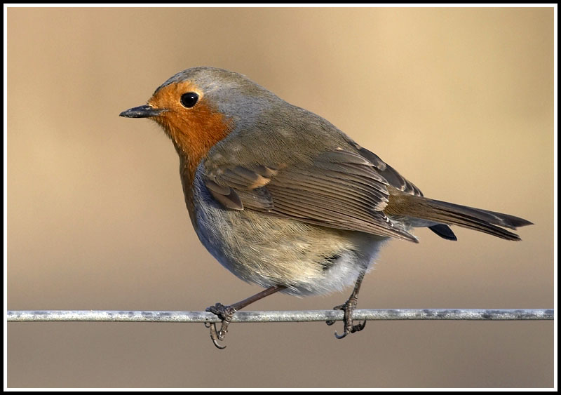 Bird on a wire