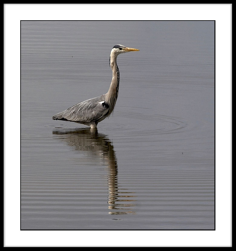 Grey heron