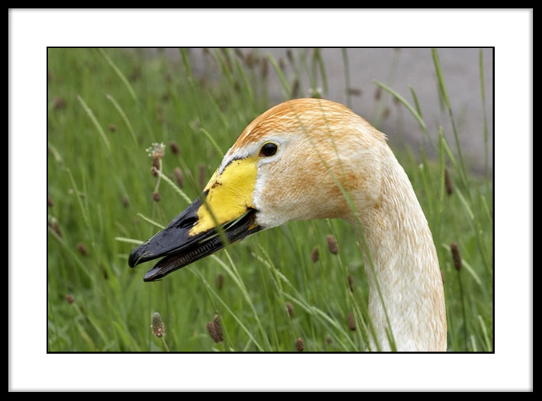 Juveneille Bewicks Swan