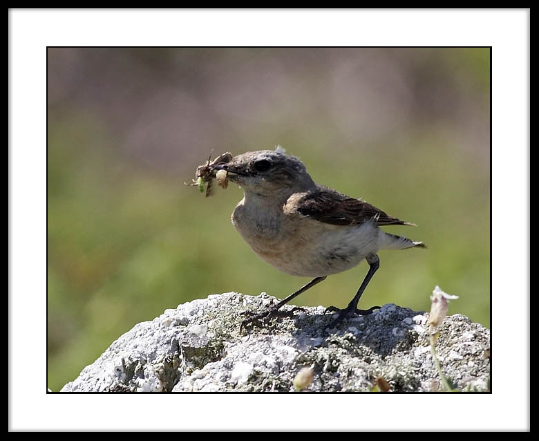 Wheatear