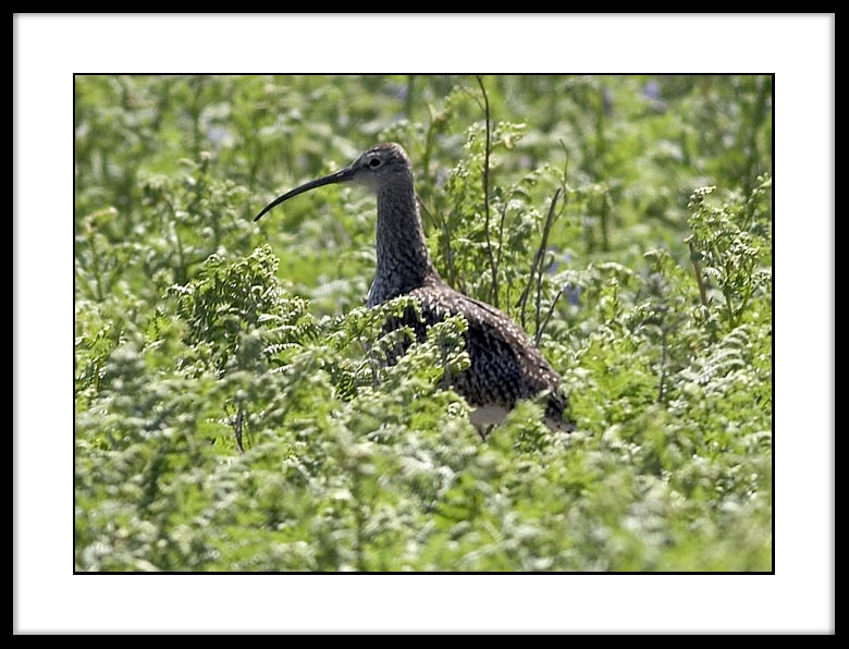 Curlew