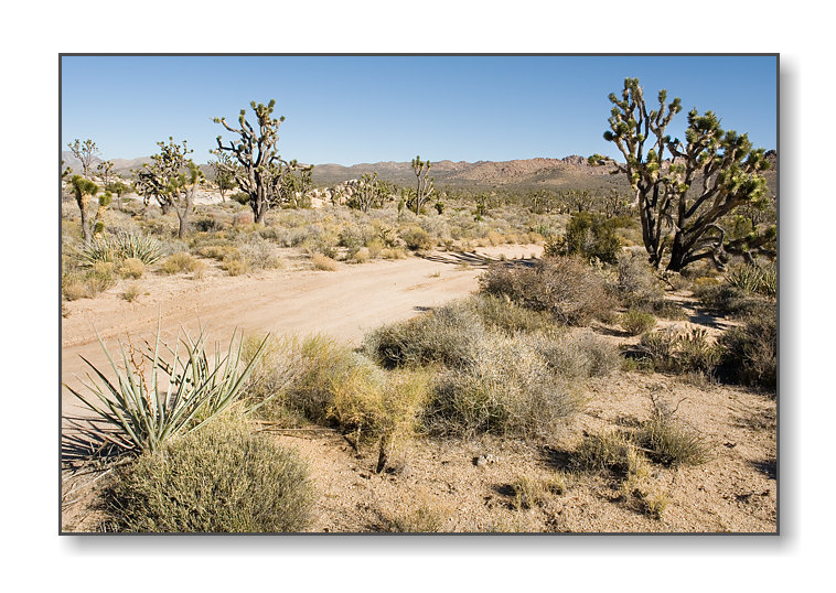 <b>Desert Scene</b><br><font size=2>Mojave Natl Preserve, CA