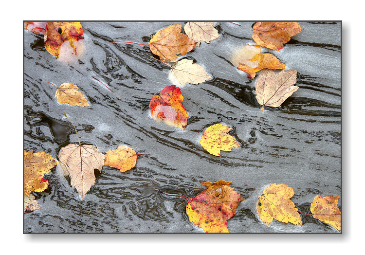 Leaves in a StreamMerrimack, NH