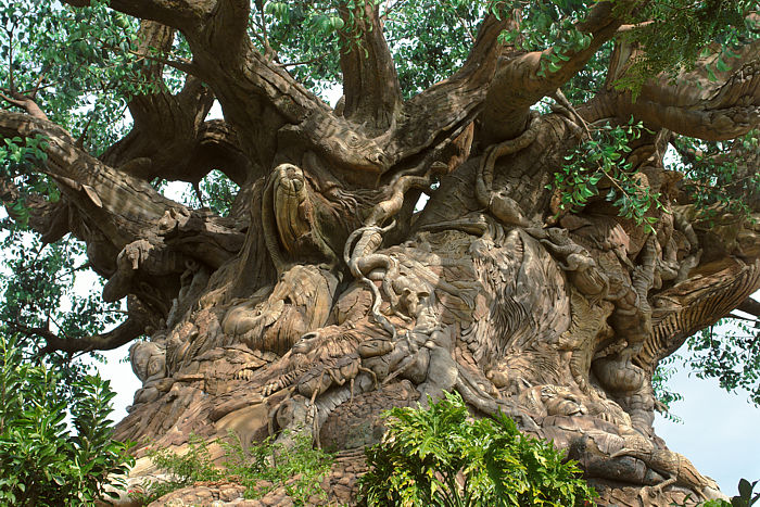 Tree of Life DetailDisney's Animal Kingdom