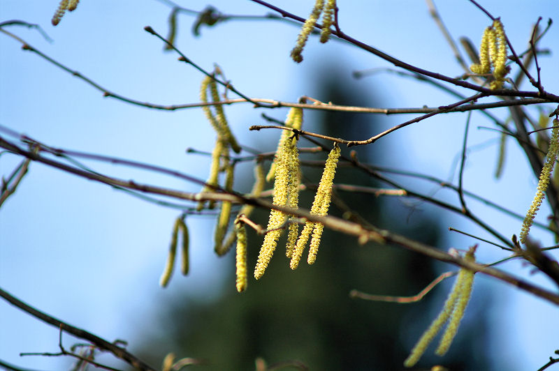 catkins.jpg