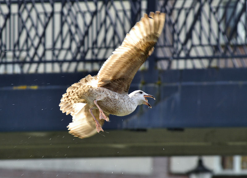 Gulls2.jpg