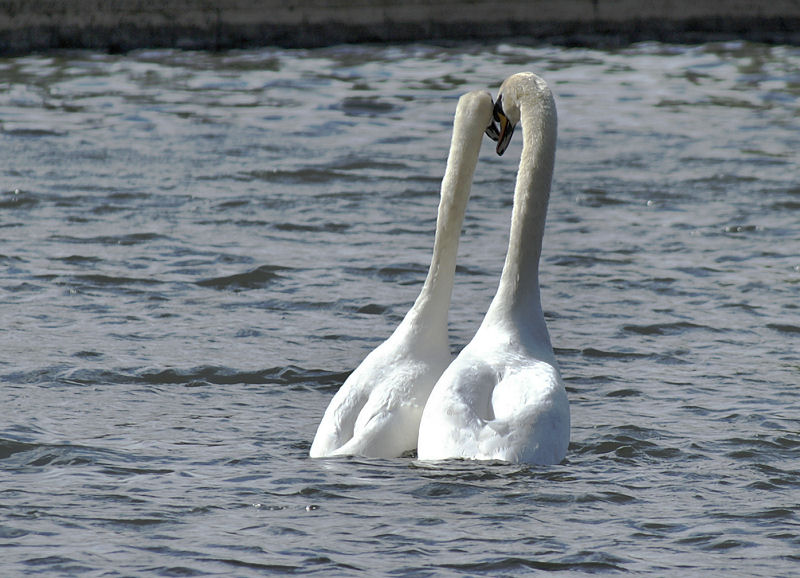 Swan Pair.jpg