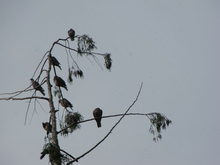 Band-tailed Pigeons