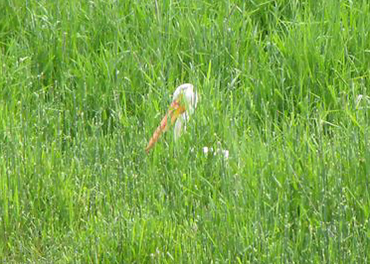 American White Pelican