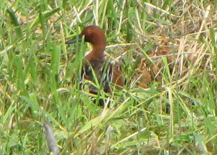 Cinnamon Teal