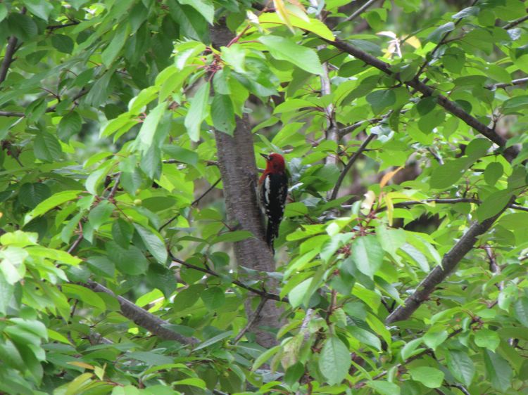 Red-breasted Sapsucker