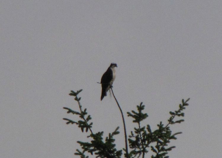 Osprey
