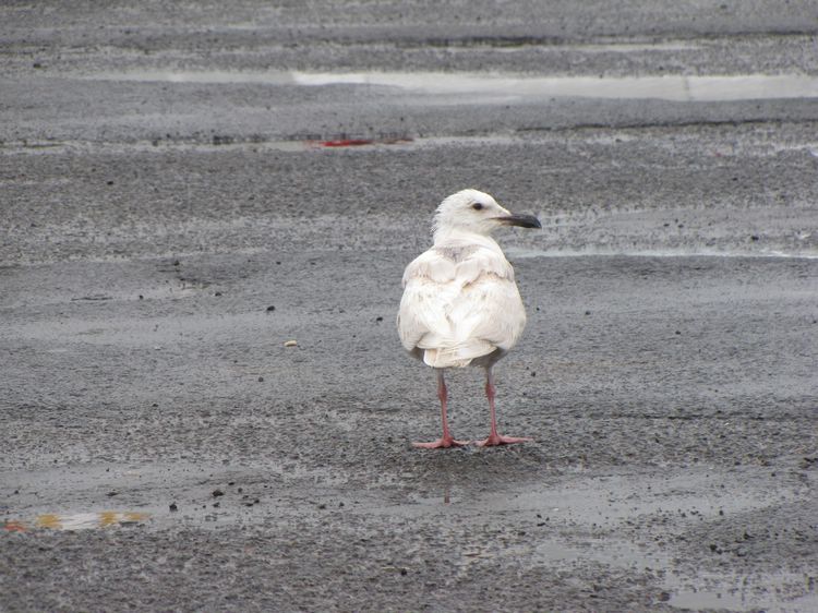 Glaucous-winged Gull