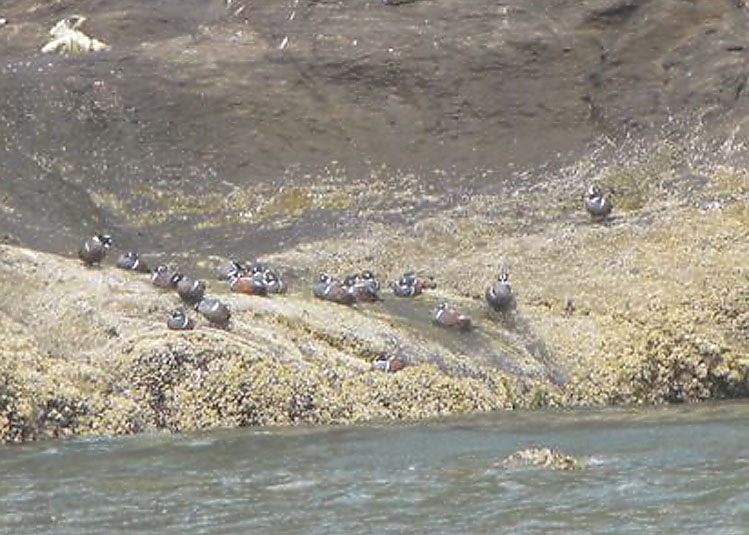 Harlequins on Haystack Rock