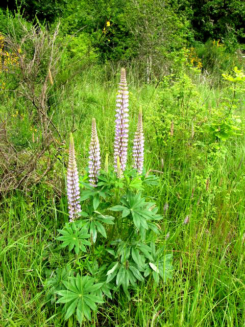 Spiky Flowers