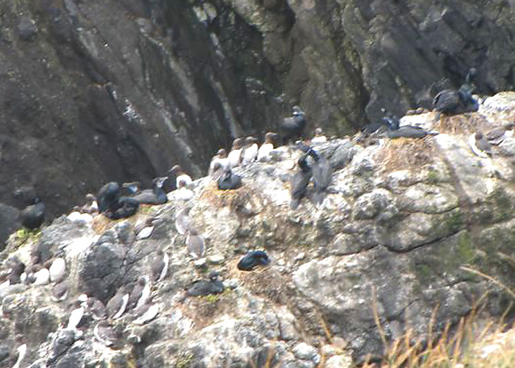 Brandts Cormorants
