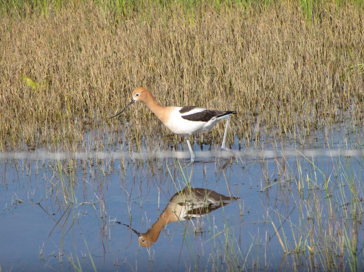 American Avocet