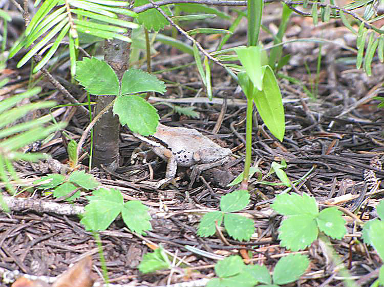 Oregon Tree Frog