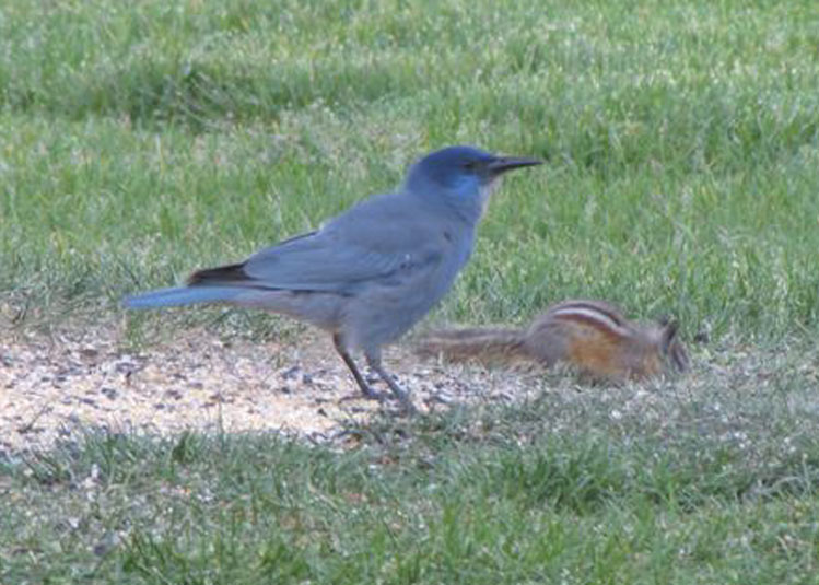 Pinyon Jay and Friend