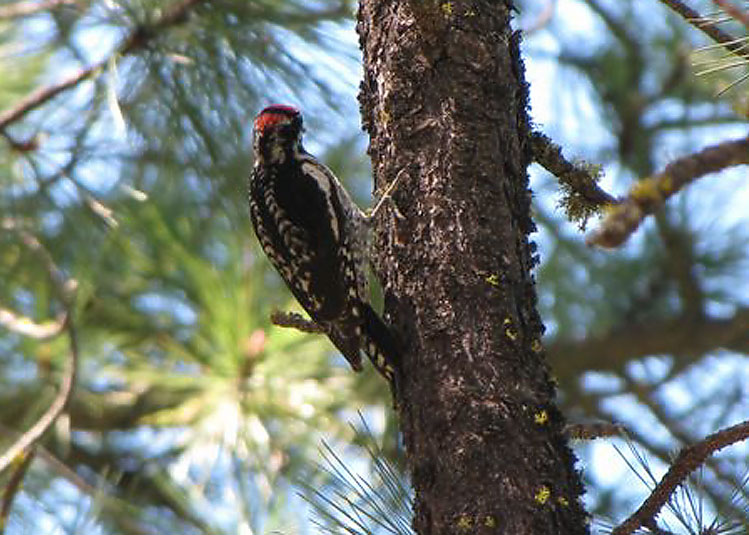 Red-naped Sapsucker