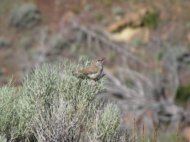 Rock Wren