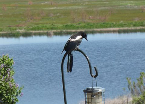 Black-billed Magpie
