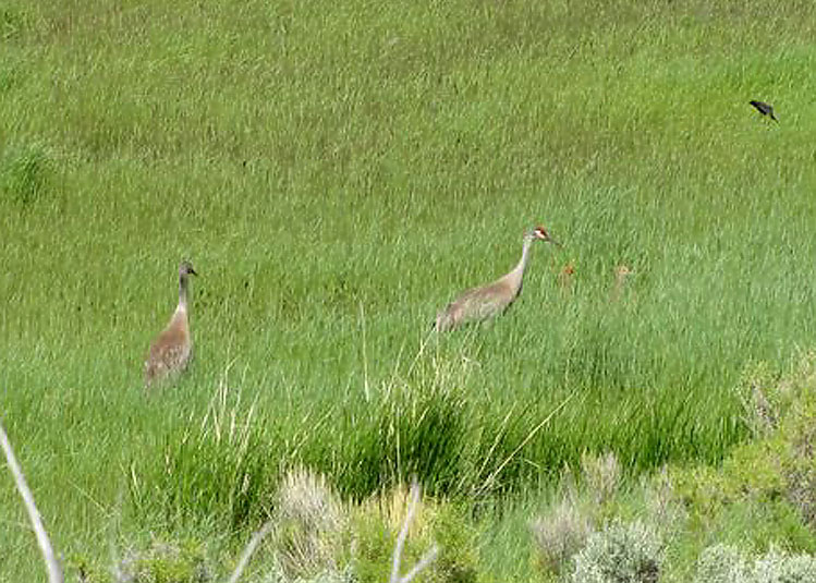 Sandhill Cranes and Two Chicks