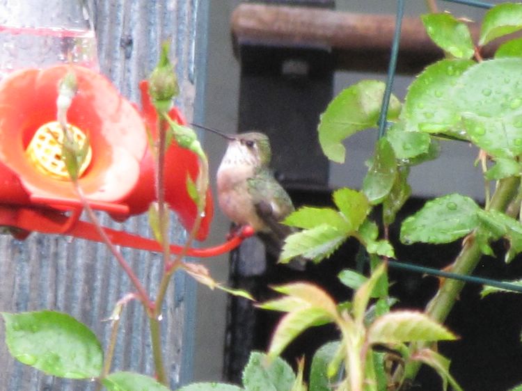 Black-chinned Hummingbird