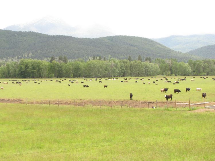 Cattle
