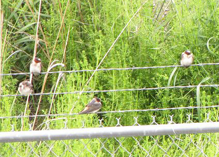 Cliff Swallows