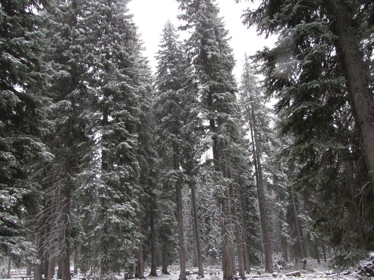 Snowy Trees