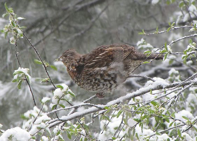 Ruffed Grouse