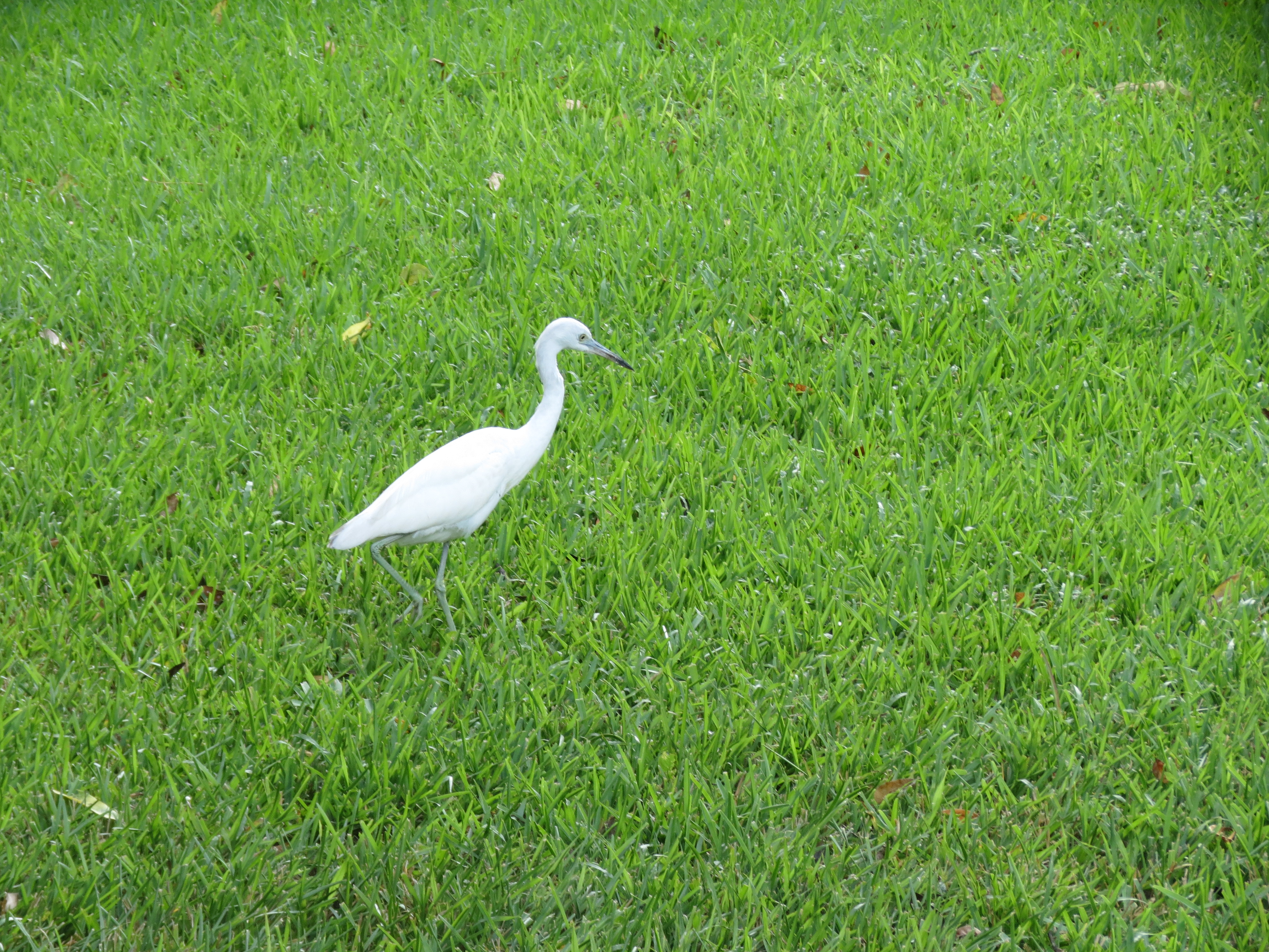 Little Blue Heron