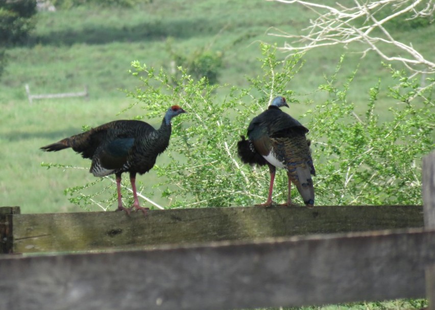 Two Oscellated Turkeys