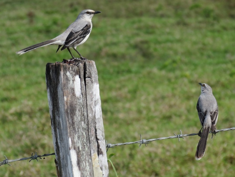 Two Tropical Mockingbirds