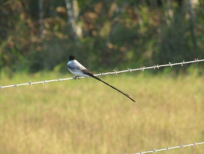 Fork-tailed Flycatcher