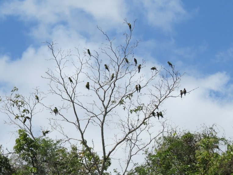 Parakeets